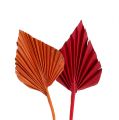 Floristik24 Palmspear mini-soort. Rood/Oranje 100st
