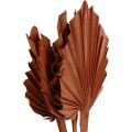 Floristik24 Palmspear palmbladeren natuurlijke decoratie bruin 5-9×14cm L35cm 4st