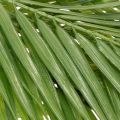Kunstmatige palmtak, kunstplant voor bloemstukken, 90 cm | Floristik24.nl