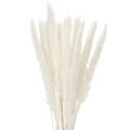 Floristik24 Gedroogde pampasgrasbloemen, gebleekt, 70 cm, 15 stuks