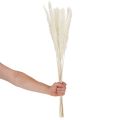 Gedroogde pampasgrasbloemen, gebleekt, 70 cm, 15 stuks | Floristik24.nl