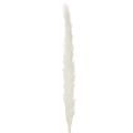 Gedroogde pampasgrasbloemen, gebleekt, 70 cm, 15 stuks | Floristik24.nl