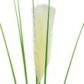 Floristik24 Pampas grasvarenblad creme-groen H100cm