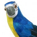 Floristik24 Decoratieve papegaai blauw 44cm