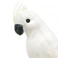 Floristik24 Papegaaien met veren wit Kunstmatige kaketoe decoratieve vogel 4st