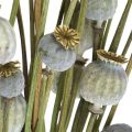 Floristik24 Gedroogde maanzaadcapsules natuurlijke gedroogde bloemen bos deco papaver 90g