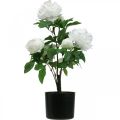 Floristik24 Paeonia kunst, pioen in pot, decoratieve plant witte bloemen H57cm
