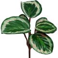 Floristik24 Plant tropisch groen, roze 20cm