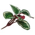 Floristik24 Plant tropisch groen, roze 20cm