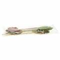 Floristik24 Plant plug blad 8-10cm naturel / groen / paars 24st