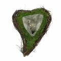 Floristik24 Plant hart wijnstok, mos 22cm x 28cm H8cm