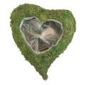 Floristik24 Plantenhart mosgroen plantenschaal hart 20x20x5,5cm