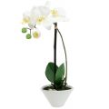 Floristik24 Phalaenopsis wit in schaal bloemdecoratie H38cm