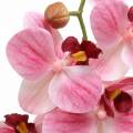 Floristik24 Orchidee kunsttak Phaelaenopsis roze H49cm