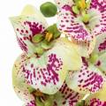 Floristik24 Orchidee kunsttak Phaelaenopsis Groen Roze H49cm
