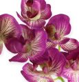 Floristik24 Orchidee Phalaenopsis Paars-Crème 62cm