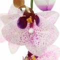 Floristik24 Orchidee phaleanopsis kunstmatig wit, paars 43cm