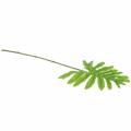 Floristik24 Philodendron Blad Groen 40cm