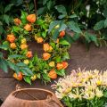 Kunstmatige Physalis-krans, oranje en groen, Ø28 cm, herfstdecoratie | Floristik24.nl