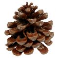 Floristik24 Pinus Pinea medium 10/14cm naturel 50st