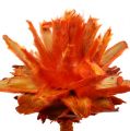 Floristik24 Plumosum 1 Oranje 25st