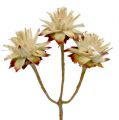 Floristik24 Leucospermum 1-3 Mix crème 100 koppen