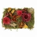 Floristik24 Droge bloemisterijmix met kegels en mosrood 150g herfstdecoratie
