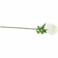 Floristik24 Ranunculus Wit H45cm