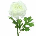 Floristik24 Ranunculus Wit H45cm