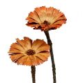 Floristik24 Repens rozet natuur 6-7cm 50st