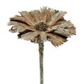 Floristik24 Protea rozet 8-9cm gewassen wit 25st