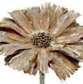 Floristik24 Protea rozet 8-9cm gewassen wit 25st