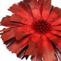 Floristik24 Repens rozet rood 8cm - 9cm 25st