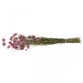 Floristik24 Strobloemen gedroogde bloemen roze acroclinium bos 20g