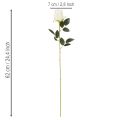 Kunstmatige rozen, lange steel, voor vaas, 62 cm, 12 stuks | Floristik24.nl