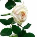 Floristik24 Romantische rozenkrans Zijdebloem Kunstmatige rozenstok 160cm