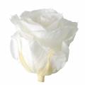 Floristik24 Infinity rozen groot Ø5,5-6cm wit 6st