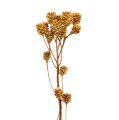 Floristik24 Salignum tak lichte leucadendron bloemen op tak 25 stuks