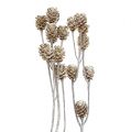 Floristik24 Salignum whitewashed protea op steel 25st