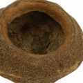 Paradise Nut Plantenpot Naturel Sapucaia Ø14cm H10cm 3 st | Floristik24.nl