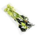 Floristik24 Schaakbloem groen met wortels L30cm