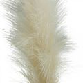 Floristik24 Feather Grass Cream Chinees riet kunstmatig droog gras 100cm 3st