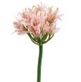 Floristik24 Zijden bloem agapanthus roze 80cm
