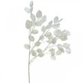 Floristik24 Siertak bladzilver wit Lunaria kunsttak 70cm