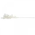 Floristik24 Siertak bladzilver wit Lunaria kunsttak 70cm