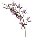 Floristik24 Spinorchideeën Brassia paars 108cm 3st