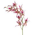 Floristik24 Spider orchideeën roze-oranje 108cm 3st