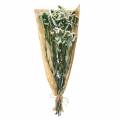 Floristik24 Bos droogbloemen lamsoor wit 40–55cm 120g