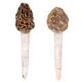 Floristik24 Kunstmatige morieljes als decoratieve stokjes voor plantenpotten en tafel, 13 cm, 2 stuks