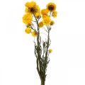 Floristik24 Gedroogde Bloem Gele Strobloem Helichrysum Droge Decoratie Bos 50cm 45g